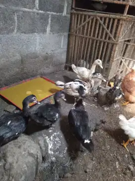 Ayam dan Entok usia remaja