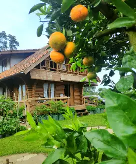 Rumah Villa Kebun Jeruk Luas Udara Sejuk Viuw Cantik Lembang Bandung