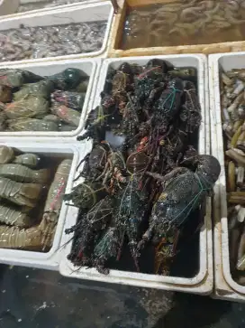 Ikan,Cumi,Udang,Kepiting,Tuna dll