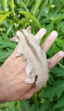 Sugar glider caramel betina joey