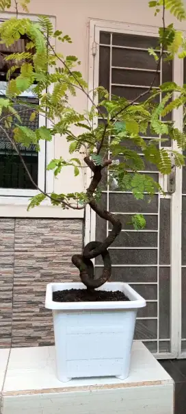 Bonsai asem Jawa meliuk