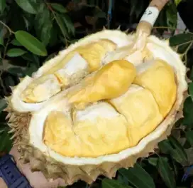 Bibit Durian Bawor Asli