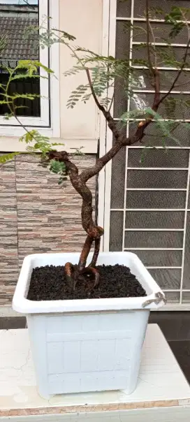 Bonsai asem Jawa