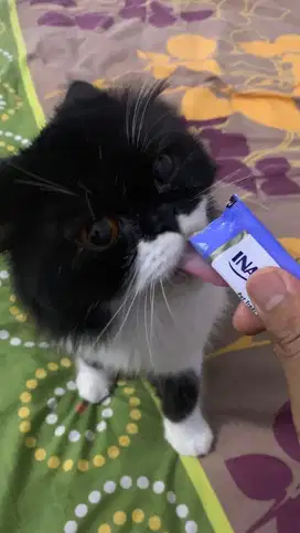 Kucing perisa flatnose