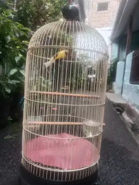 Burja burung kenari paud af jantan