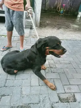 Anjing Rottweiler