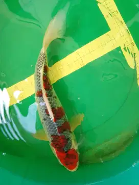 Ikan koi jenis Goshiki Racing 47cm