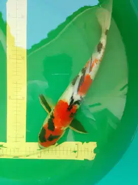 Ikan koi jenis SHOWA 41cm HQ