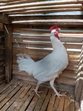 Jual ayam bekisar putih 7 bulanan rajin kokok suara kencang kota batu