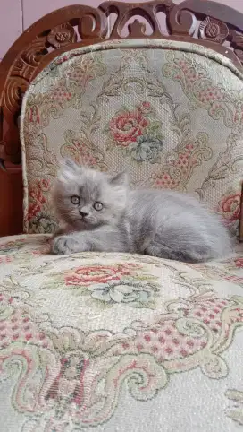 adopt Persian kitten jantan umur 2bulan