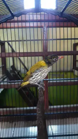 Burung unik kepodang hutan