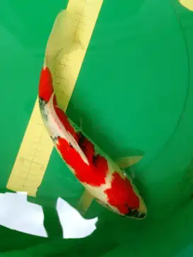 Ikan koi jenis SHOWA 37cm Pola masih Tategoi