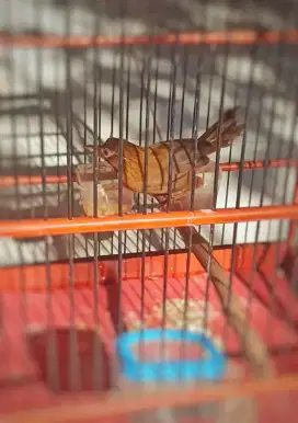 Burung wambi muda hutan