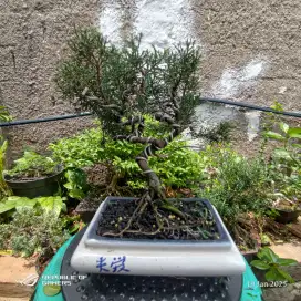 bonsai cemara sinensis blue / cemara chinensis blue