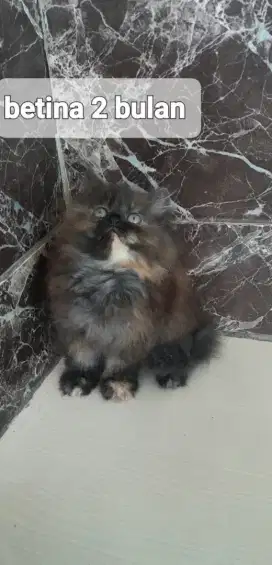 Kitten Persia longhair usia 2 bulan