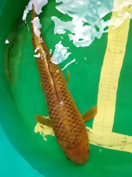 Ikan koi jenis CAGOI 50cm male jumbo