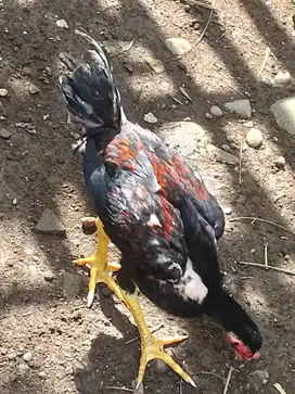 Ayam Bangkok Purworejo