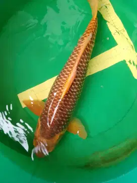 Ikan koi jenis Kawarimono karamel 52cm