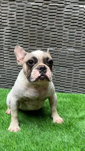 French bulldog Jantan cocok untuk keluarga