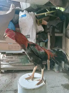 JUAL AYAM BANGKOK