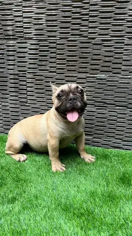 French bulldog Betina super lucu