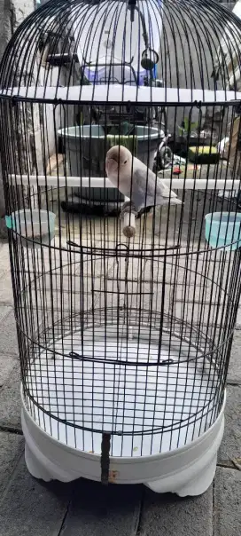 GACO LOVEBIRD PASBIR BETINA FIGHTER PRESTASI BANYAK SERING JUARA 1+2+3