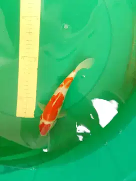 Ikan koi jenis KOHAKU import 25cm