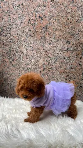 Poodle Betina lucu menggemaskan