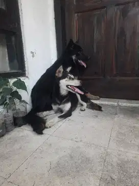 Anak anjing husky mixed herder