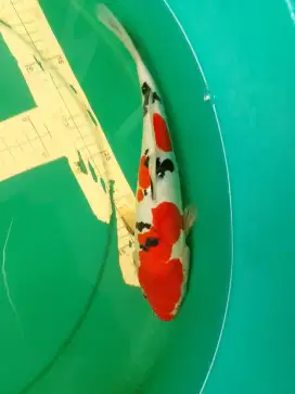 Ikan koi jenis SANKE DOITSU 32cm