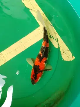 Ikan koi jenis Showa GINRIN 33cm