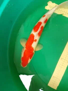 Ikan koi jenis KOHAKU 43cm male