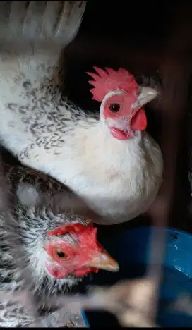 Jual Ayam Kate Hias