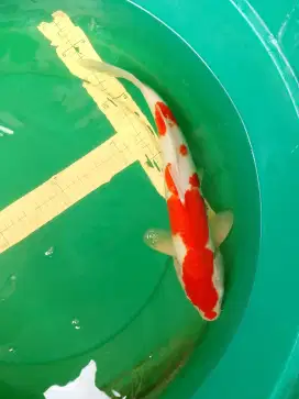 Ikan koi jenis KOHAKU 42cm