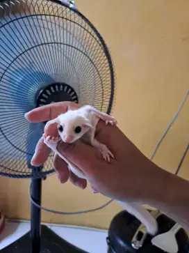 Joey sugar glider leucistic