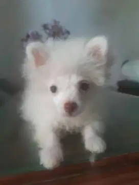 Anak anjing pom  putih