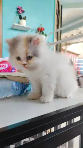 Kucing Persia mix peaknose betina usia 3 bulan