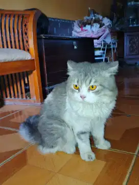 DIJUAL KUCING ANGGORA JANTAN