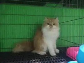 Kucing peaknose betina sudah siap kawin