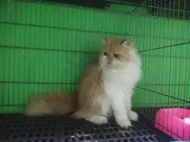 Kucing Peaknose Betina longhair Sudah dikawinkan hamil bonus
