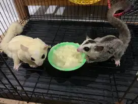 Sugar glider leucistic & whiteface