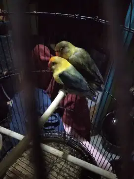 Burung lovebird