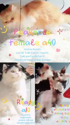 Kucing Peaknose bekasi utara