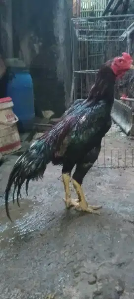 Jual cepat ayam Bangkok pacek F1 suro wetu pamagoun trah imfor