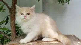 KUCING PERSIA MEDIUM JANTAN 3 BULAN BICOLOR CREAM