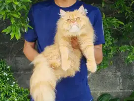 KUCING PERSIA FLATBOSE JANTAN 8 BULAN RED TABBY