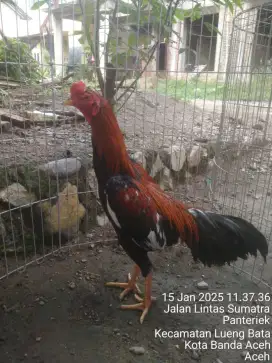 Jual cpat Ayam tikam Redy video