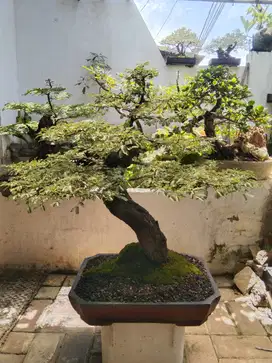 Tanaman Hias Arabika Bonsai Klampis Ireng