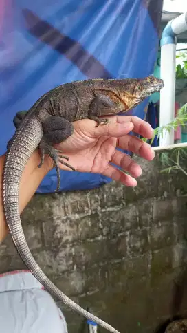 Iguana similis betina