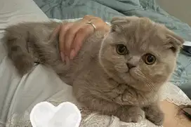 Kucing Scottish Fold X BSH Lilac Betina